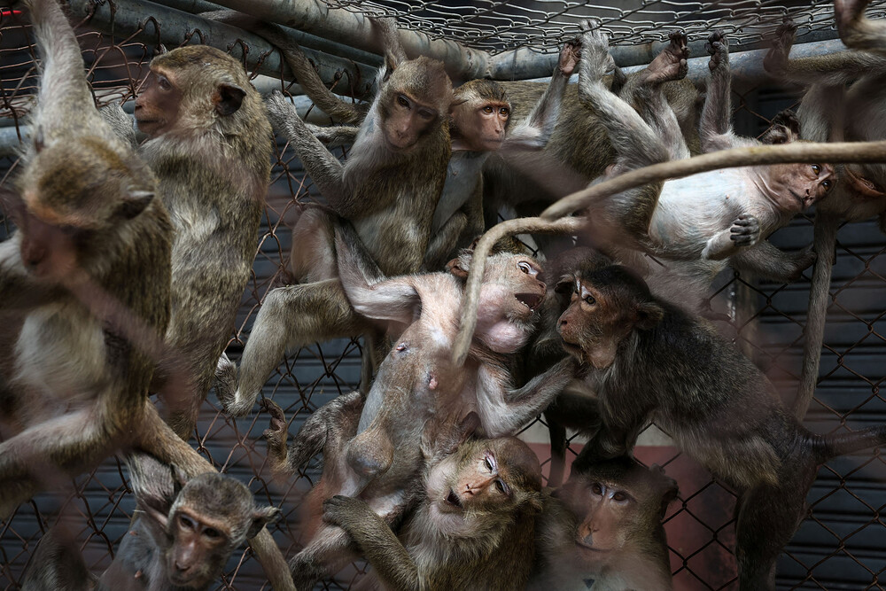 The Wider Image: No more monkey mania in Thai town after clamp down The Wider Image: No more monkey mania in Thai town after clamp down