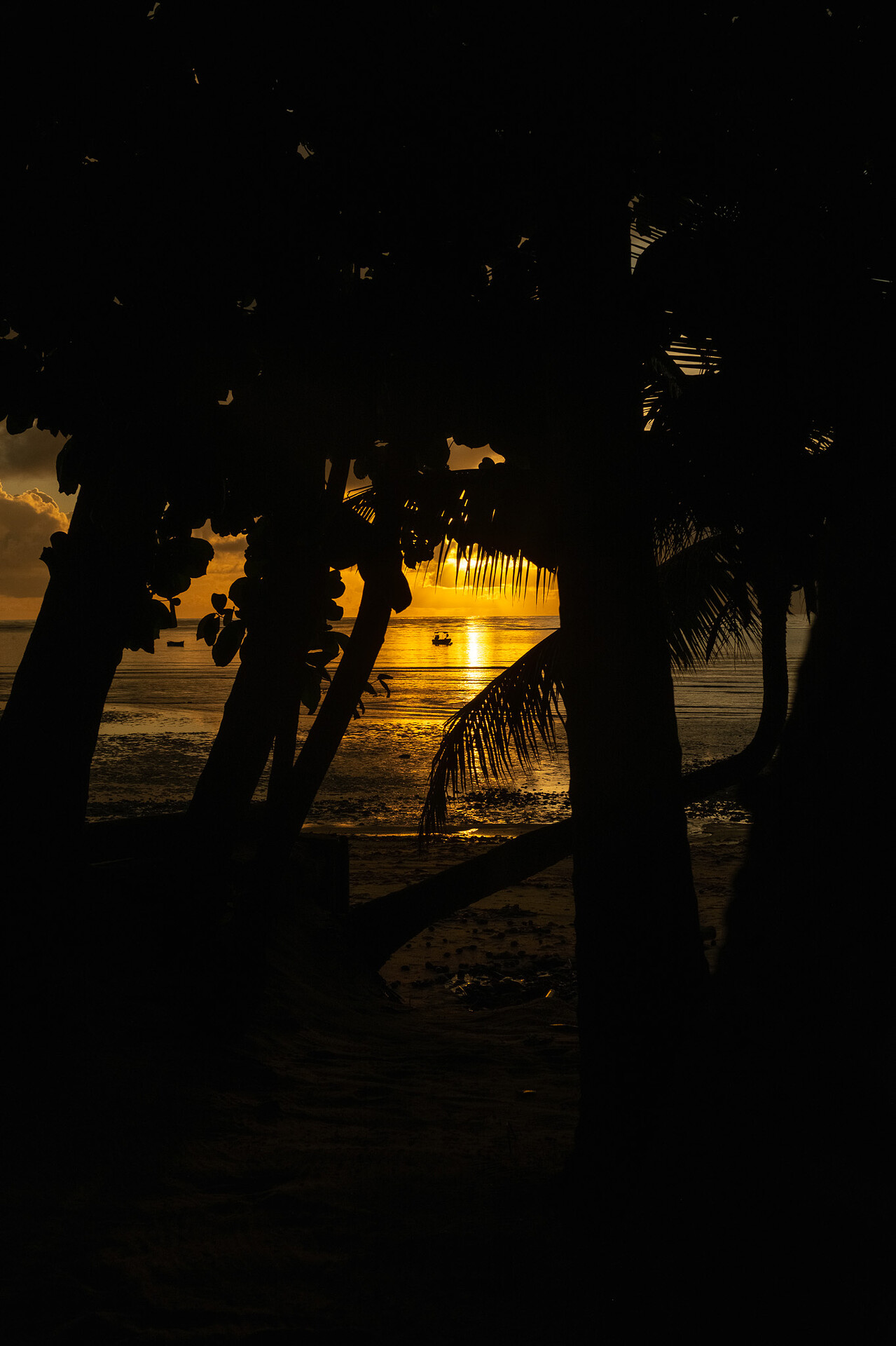 No nosso quintal todas as manhãs