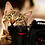 Gabriel_cwb